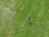Duckman