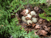 NEW EGGS!