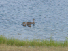 Ducks in the Pond