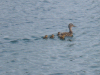 Ducks in the Pond