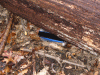 Geocache