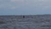 Cold Kite