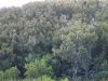 Airboat Tour