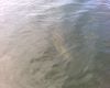 Airboat Tour