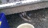 Stray Dog