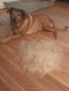 Shedding